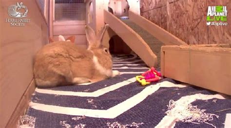 rabbit cam|Live Rabbit Webcams